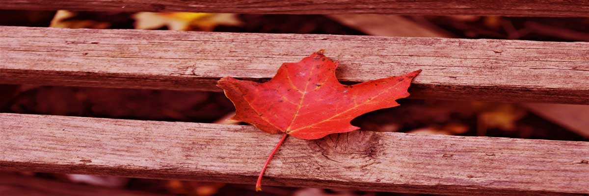 A red and orange coloured maple leaf placed on the middle of a wooden bench in a park during the fall.